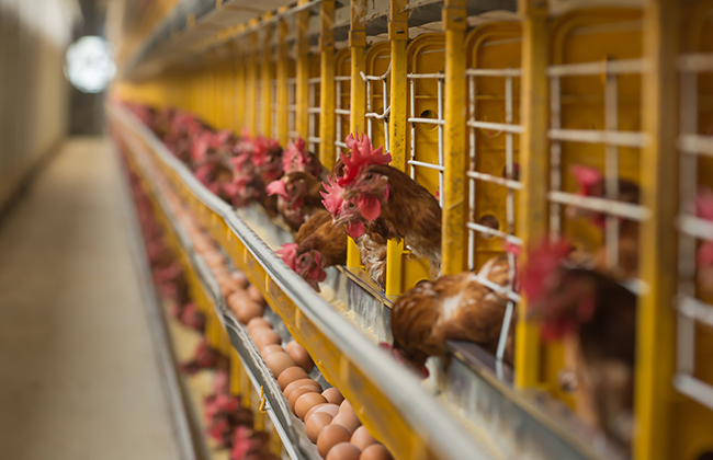 不同锰源与水平对蛋鸡产蛋后期生产性能和蛋品质的影响