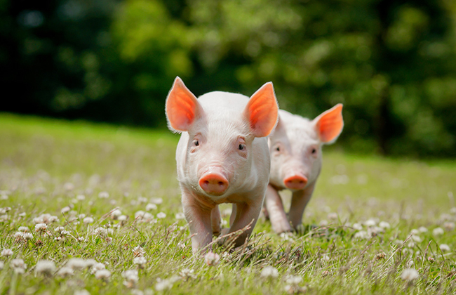 羟基蛋氨酸螯合物对仔猪生产性能及造血机能的影响