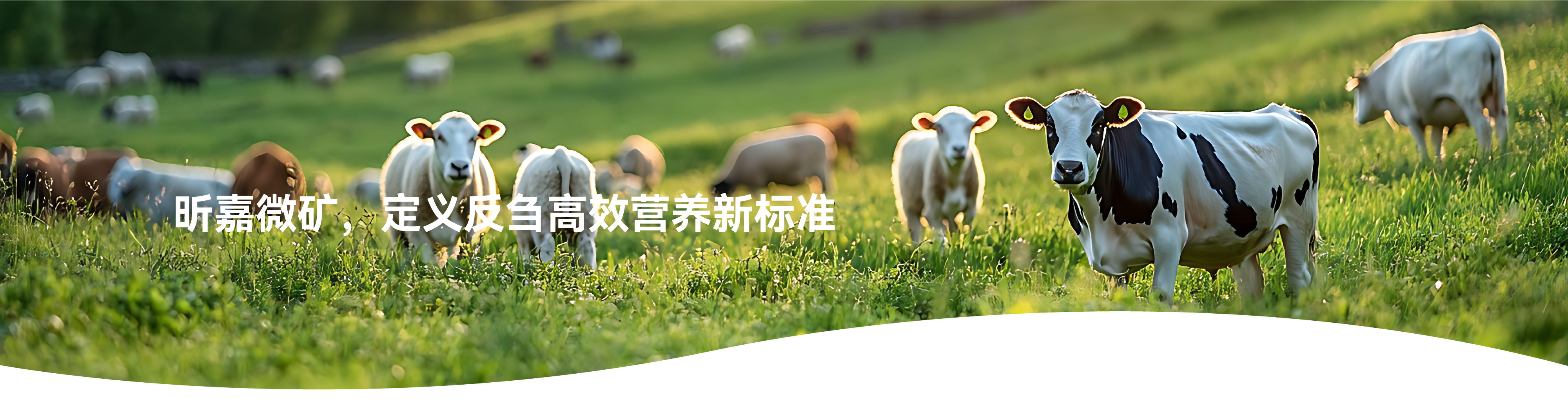 反刍事业部 -兴嘉生物
