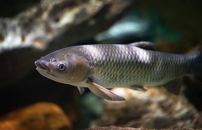 鱼虾微量元素营养---铜营养及其应用