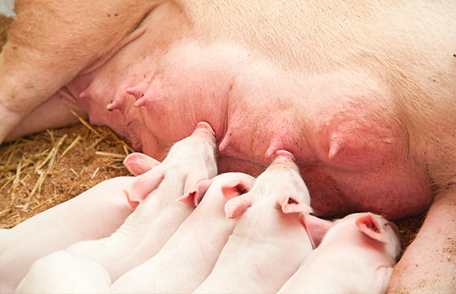 有机铁、锌对母猪繁殖性能、脐带血及乳中微量元素含量的影响