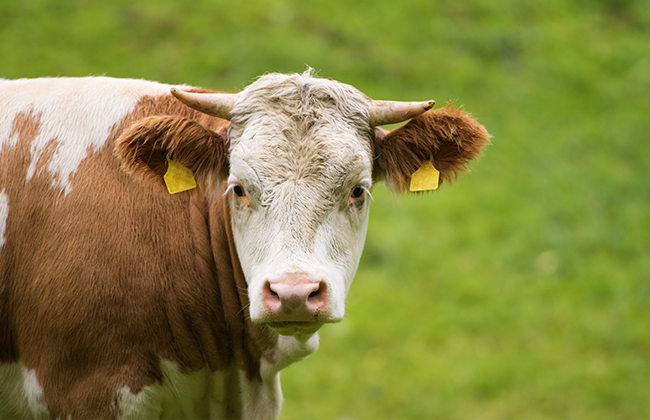 羟基氯化锌对肉牛生产性能、 营养物质表观消化率以及屠宰性能的影响