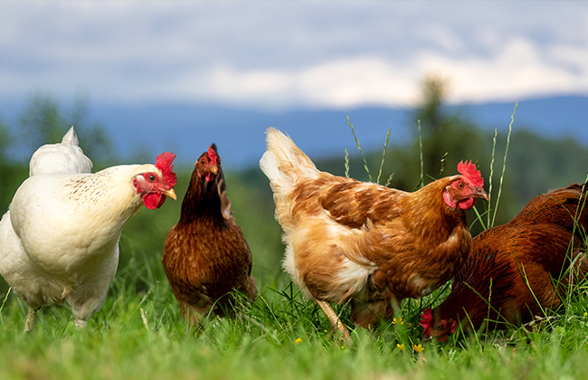 锌对热应激条件下种禽繁殖性能及子代生长性能的影响