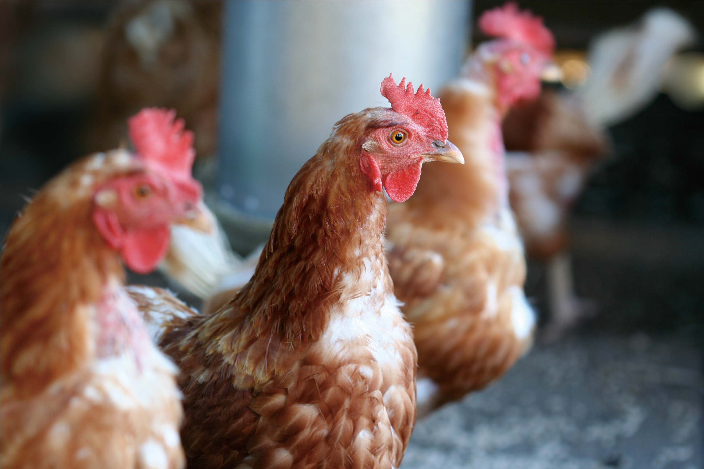 不同锰源与水平对蛋鸡产蛋后期生产性能和蛋品质的影响