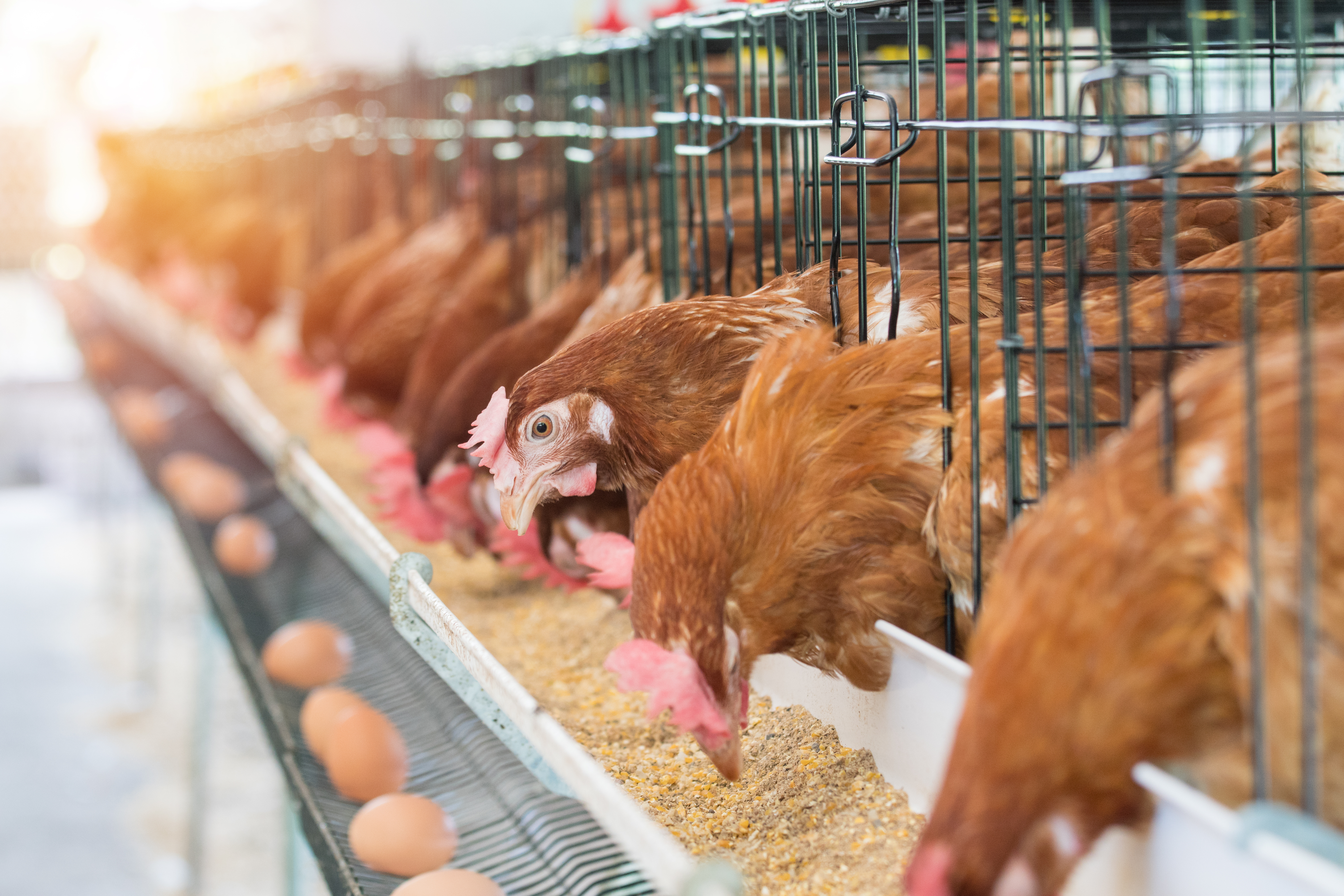 不同锌源与水平羟基蛋氨酸锌对蛋鸡产蛋后期生产性能和蛋品质的影响