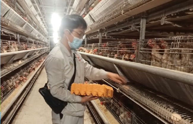 螯哥220-L在蛋鸡产蛋后期的应用研究