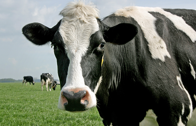 科学选择微量元素，优化奶牛养殖效益