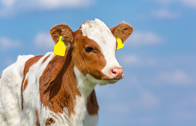 让犊牛免疫赢在“锌”起跑线！