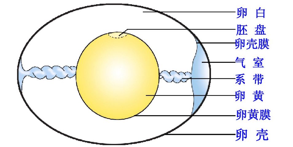 鸡蛋薄壳结构原理图片