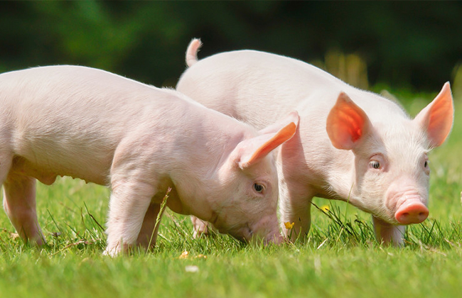 有机铁在猪健康养殖中的重要意义---猪儿壮，需铁硬