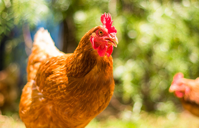 不同剂型复合微量元素对黄羽肉鸡生长性能、屠宰性能及肉品质的影响