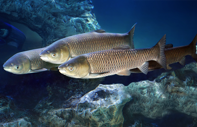 兴嘉生物鱼用“提质增效”有机多矿螯鱻800应用研究